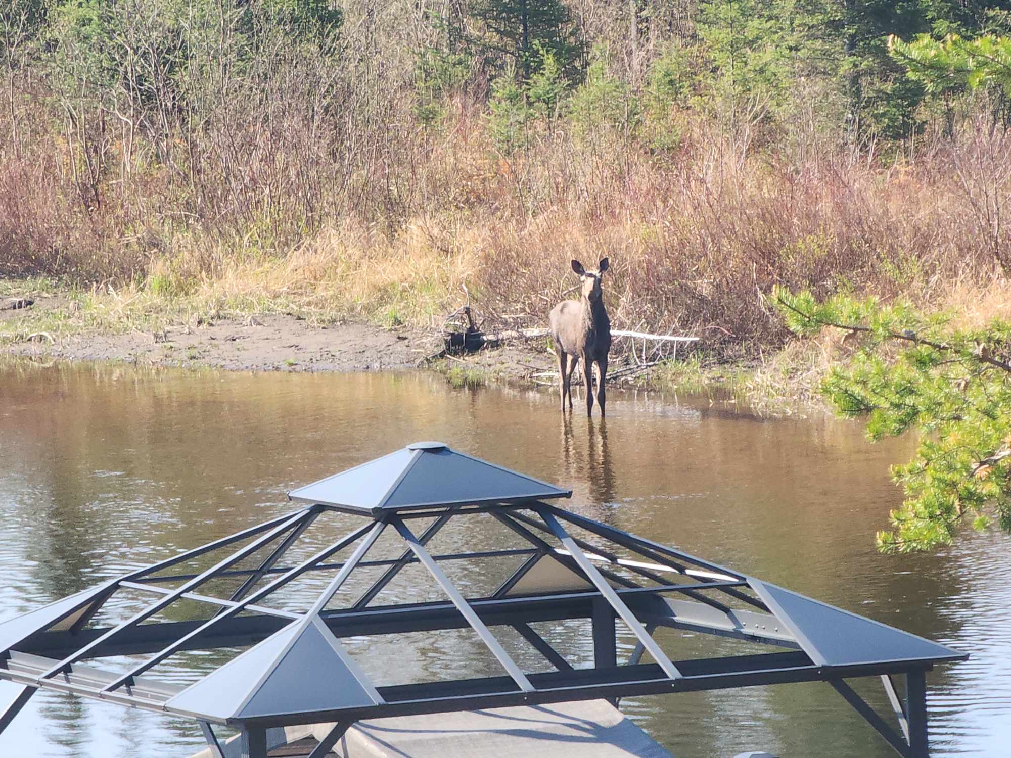 Orignal sur le terrain